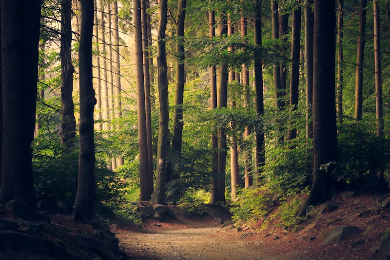 Redwoods